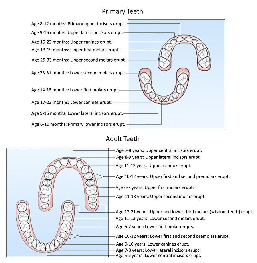 Teething timeline for primary and adult teeth.