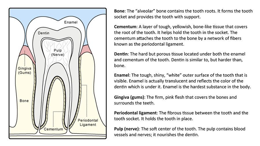 Tooth anatomy labeled diagram with tissue descriptions.